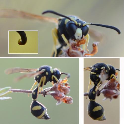 Eumenes sp.